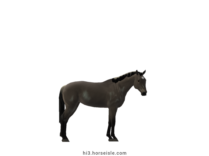 Danish Sport Pony Slate Grulla Coat